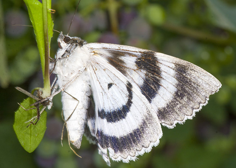 Catocala fraxini - Erebidae